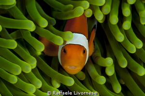 clownfish in green anemone by Raffaele Livornese 
